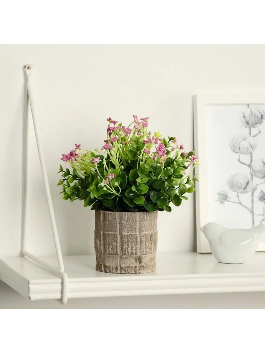 Бонсай в горшке 