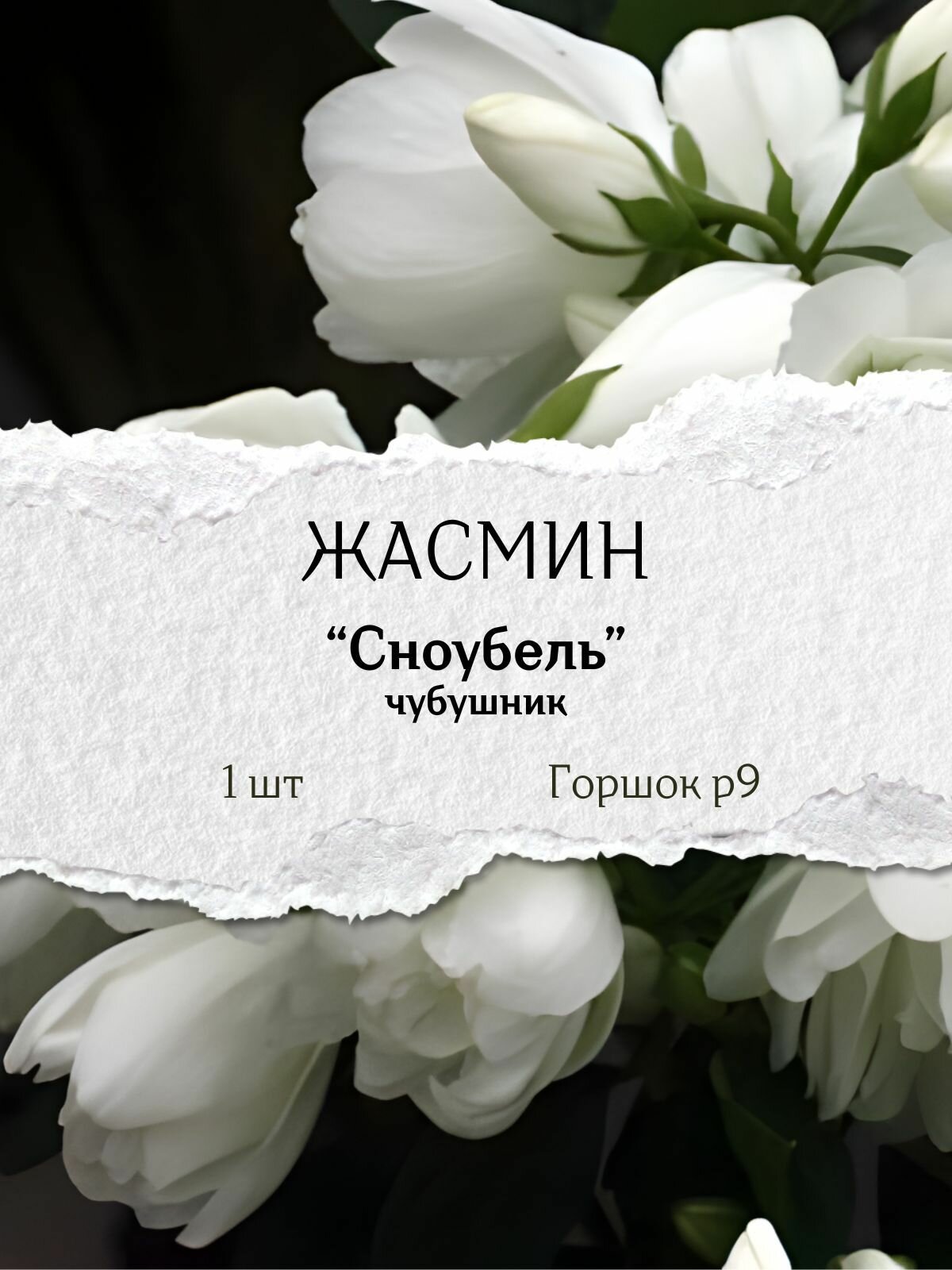 Жасмин (чубушник) 