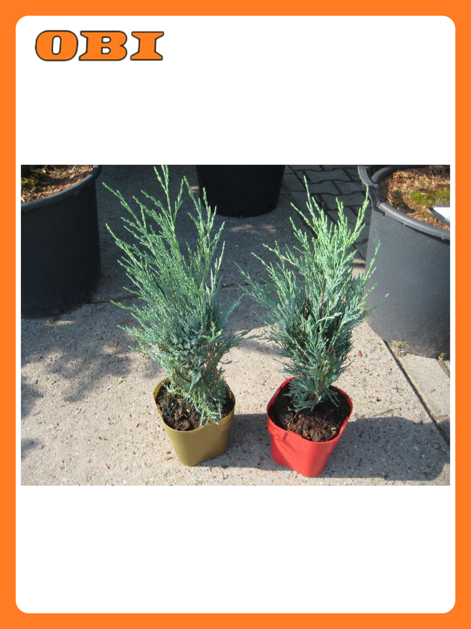 Можжевельник FLORA GROUP "Stricta" карликовый многолетнее хвойное 180 см