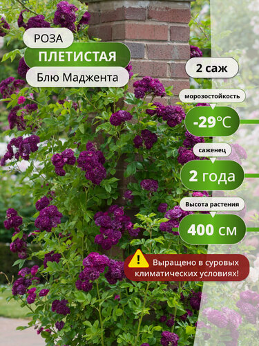 Изображение товара Роза плетистая "Блю Маджента", фиолетовая, многолетняя, до 300 см, 2 шт