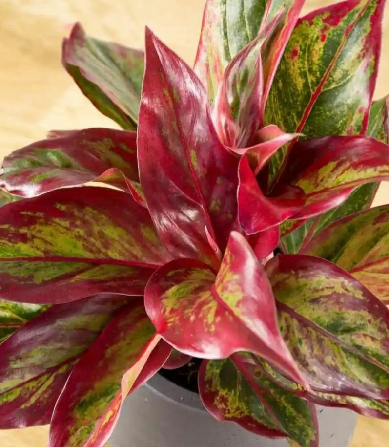 Аглаонема Крит 20 см