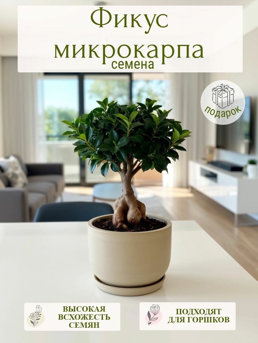 Фикус микрокарпа бонсай семена 20 шт для комнатного выращивания