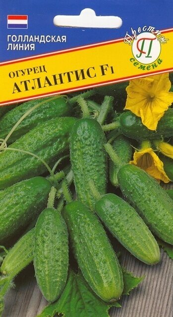 Огурец Атлантис F1. Семена. Ранний продуктивный гибрид преимущественно женского типа цветения. Растение средне-мощное. Плоды генетически без горечи