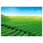 Инфракрасный плёночный обогреватель Баган Чайная плантация - изображение