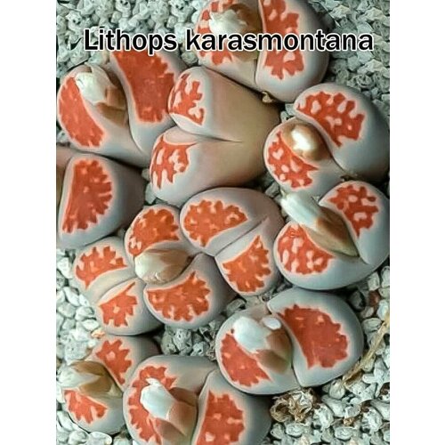 Литопсы Lithops karasmontana v.bella (живые камни, суккуленты) набор для выращивания (семена, грунт, горшочек, инструкция по посеву).