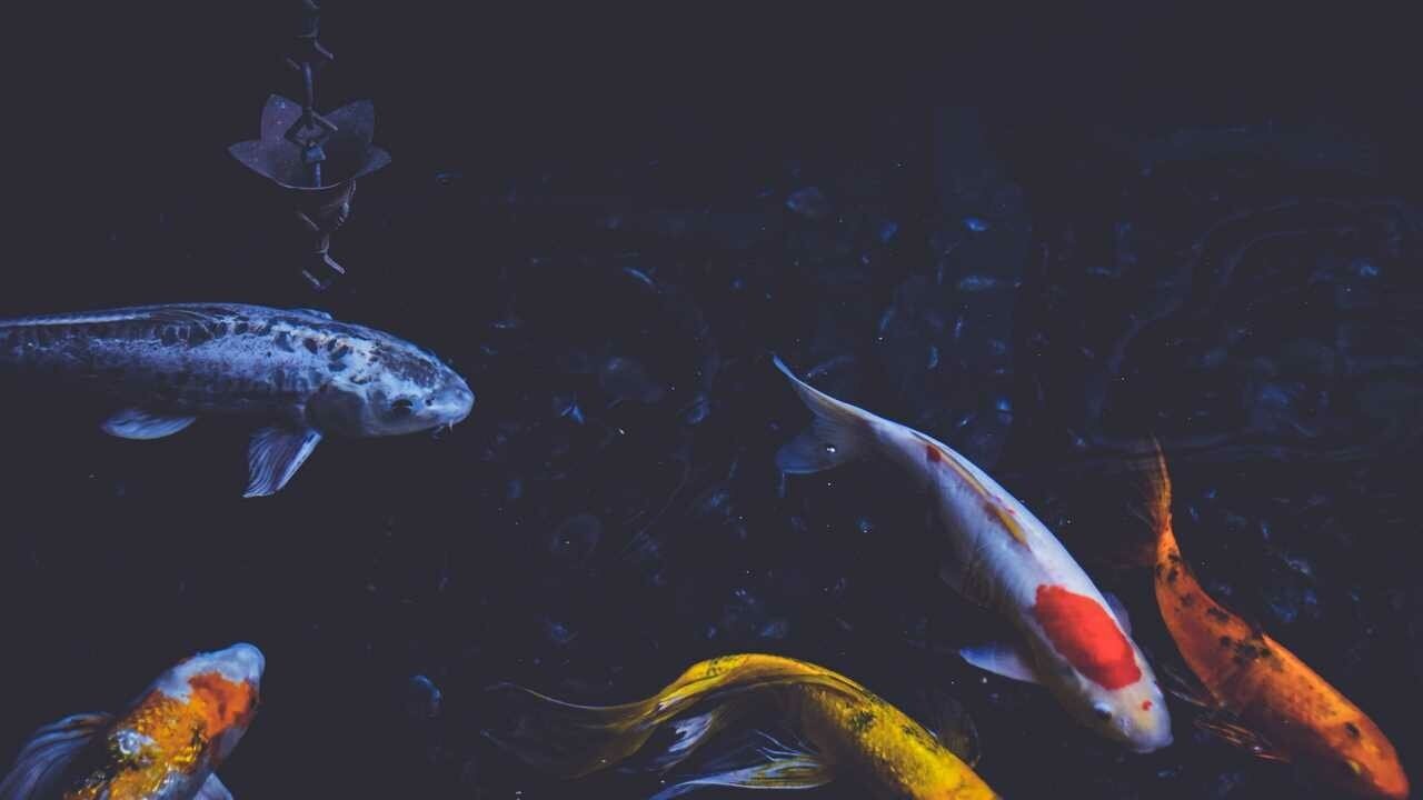 Картина на холсте 60x110 LinxOne "Природа Рыбы Плавать Подводный Мир" интерьерная для дома / на стену / на кухню / с подрамником