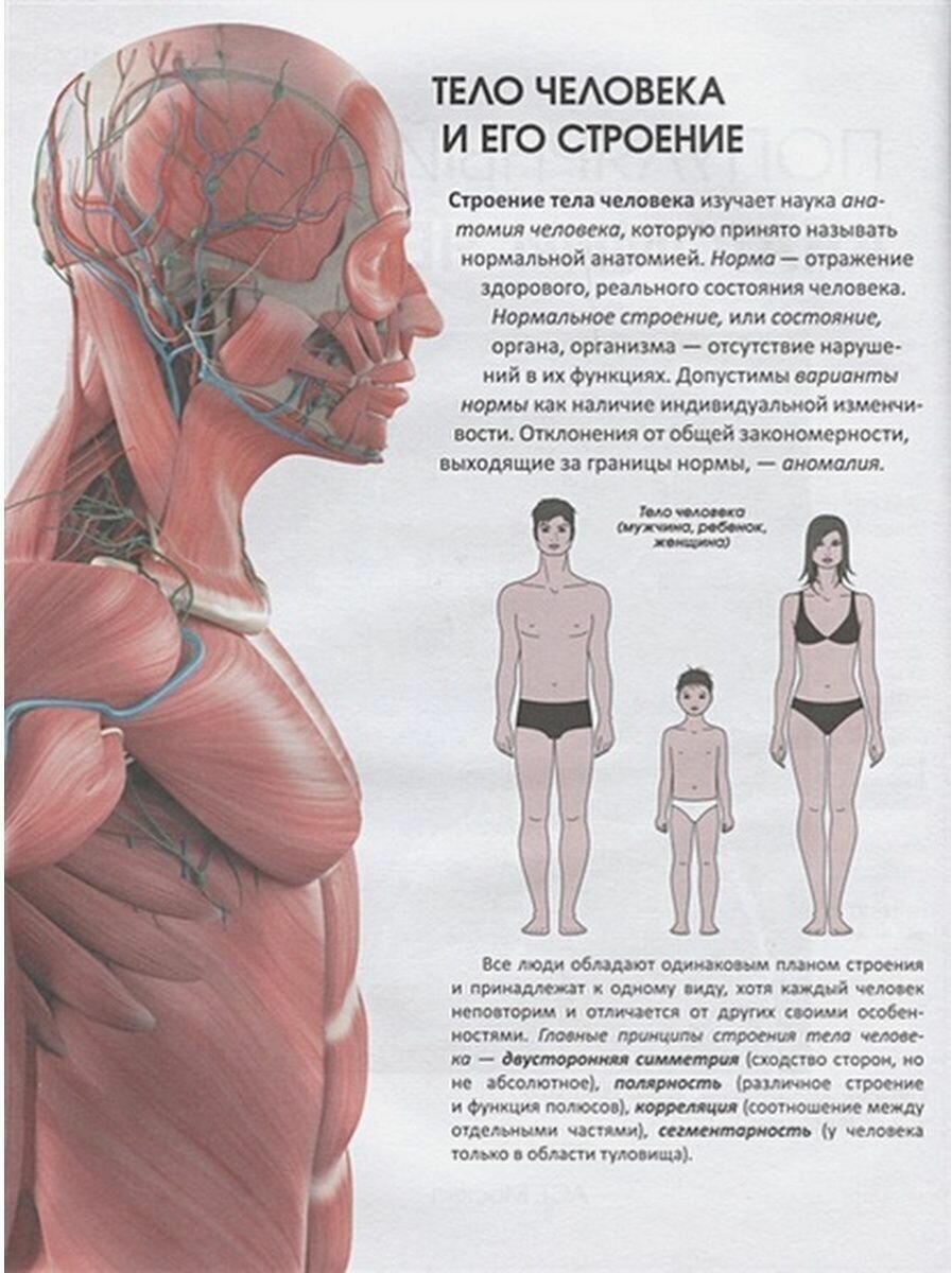 Популярный атлас анатомии человека - фото №8