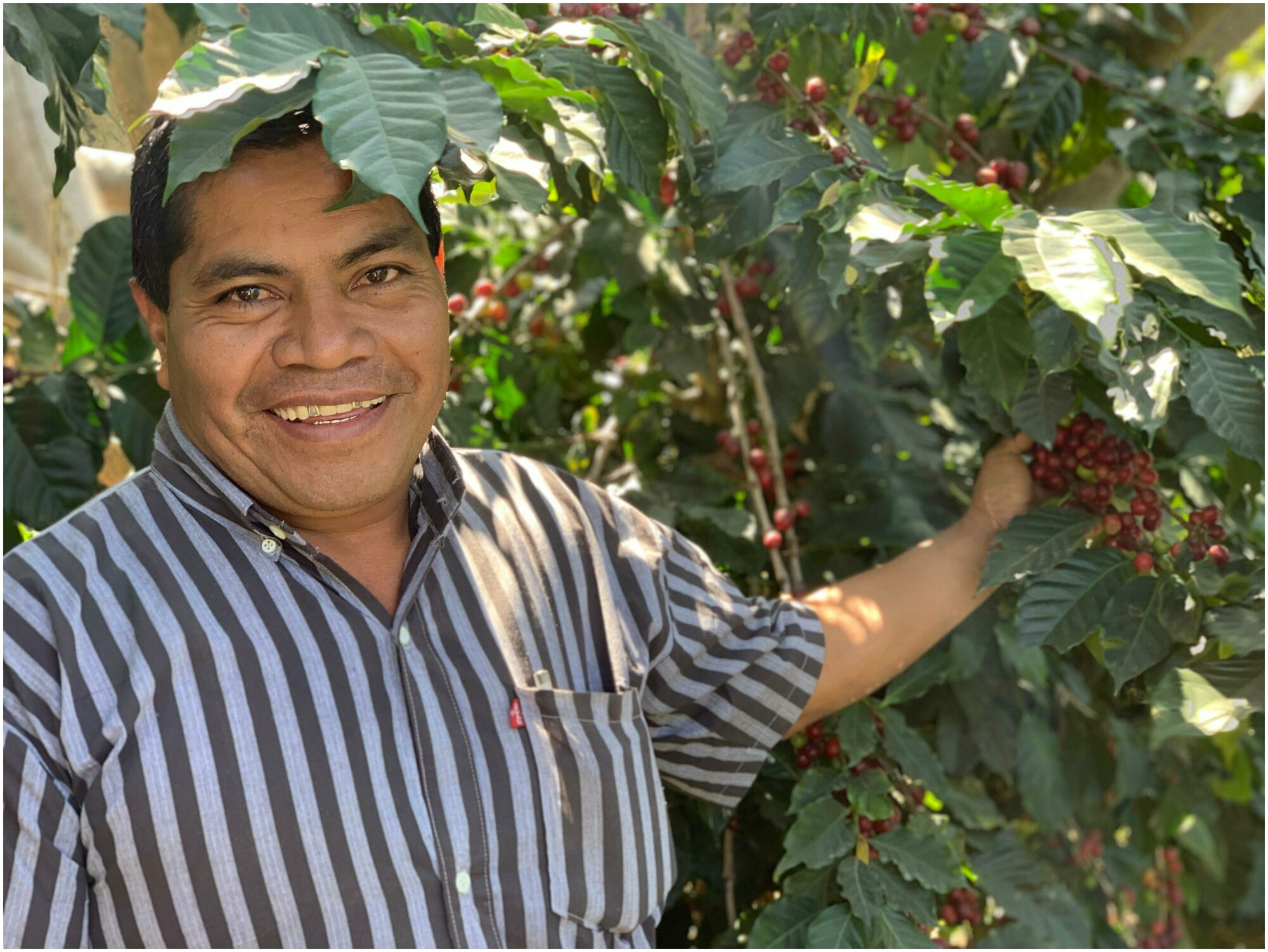 Кофе в зернах Ingresso Гватемала Уэуэтенанго ла Колменита, 100% арабика, свежеобжаренный, 250 г - фотография № 2