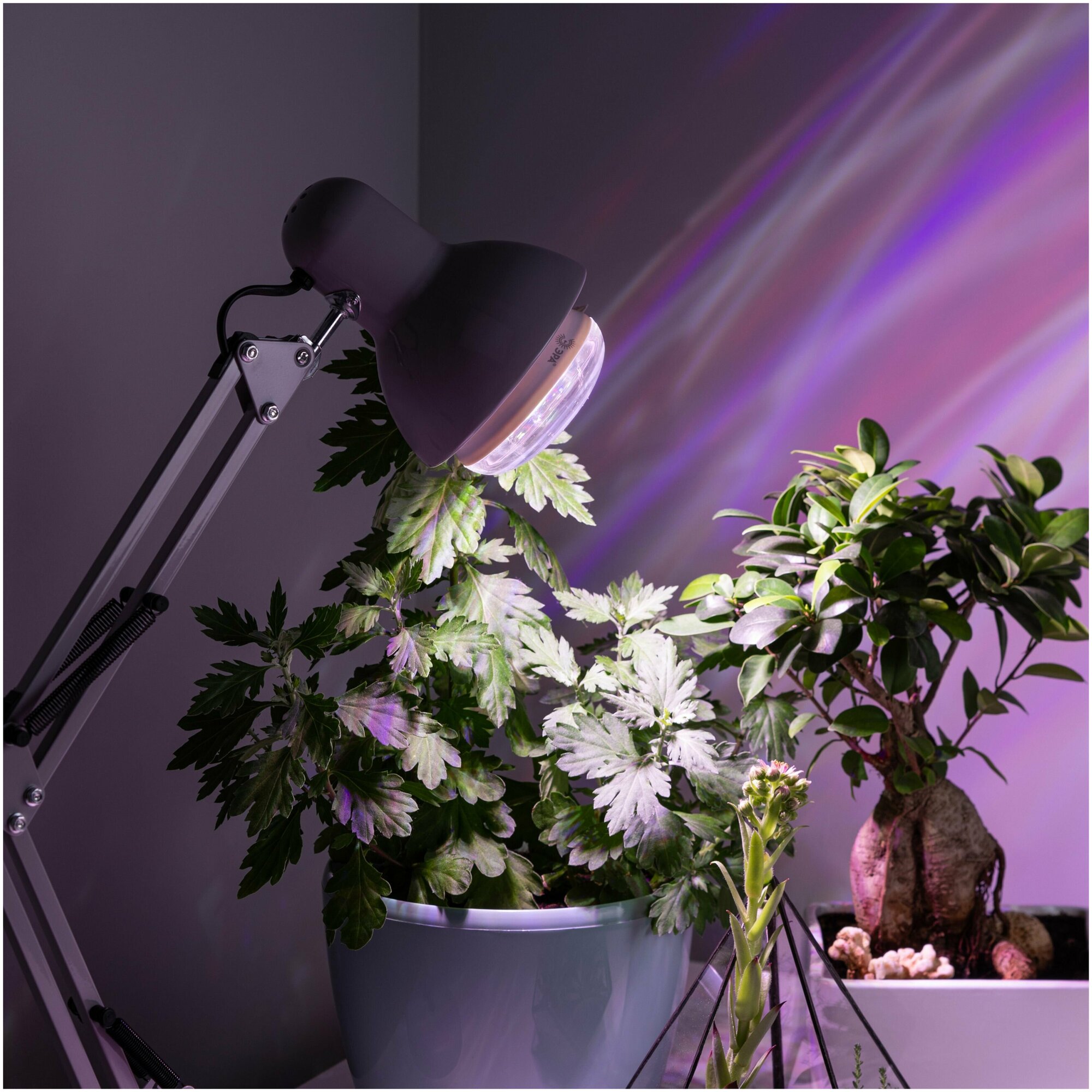 Фитолампа для растений светодиодная ЭРА FITO-15W-Ra90-E27 полного спектра 15 Вт Е27 - фотография № 5