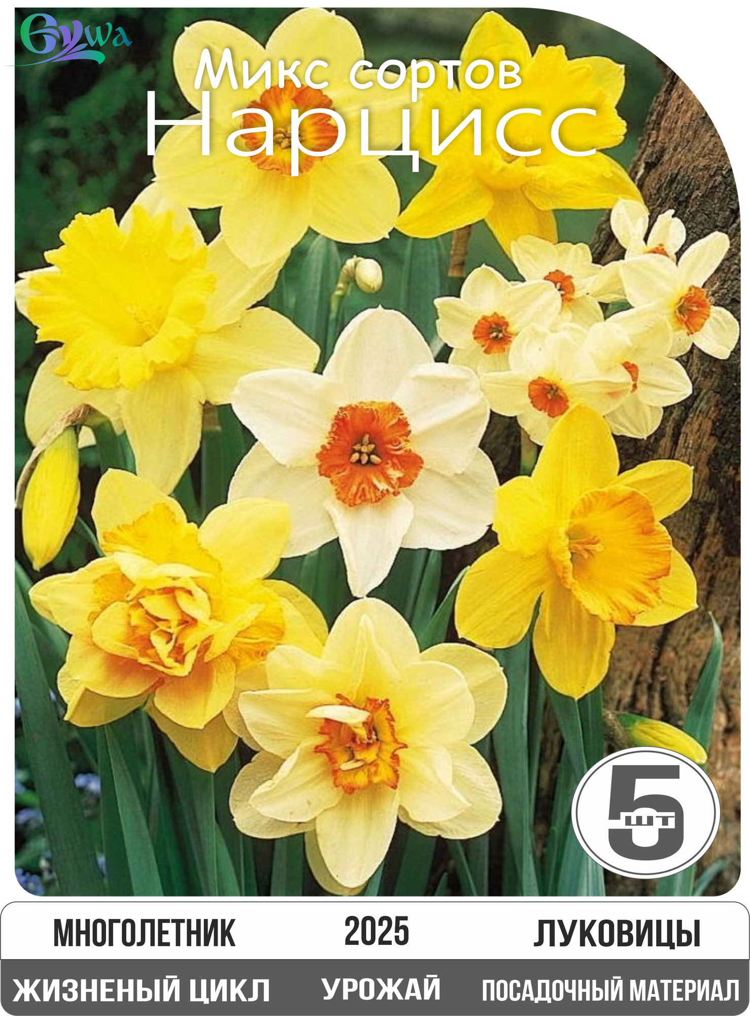 Набор луковиц нарциссов Микс сортов многолетние 5 шт. Eywa