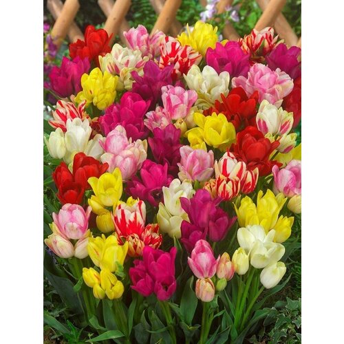 Луковицы низкорослых тюльпанов набор 10 штук микс расцветок