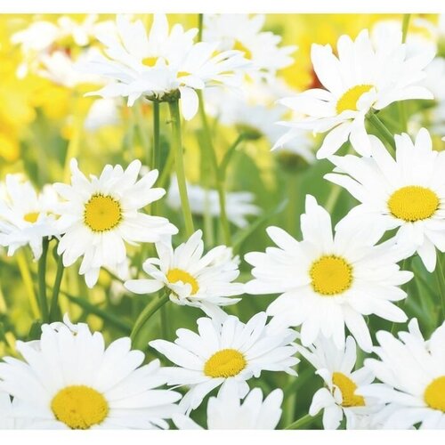 Фотообои К-118 Ромашковое настроение 6 листов 210 х 200 см 2387₽