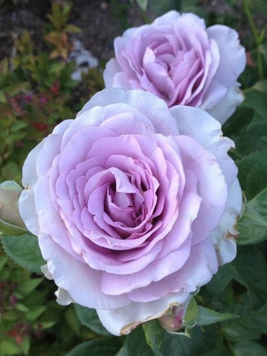 Роза флорибунда "Блю Бажу" 2 саженца фиолетовая розовая лиловая высота 30 см