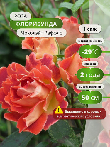 Изображение товара Роза флорибунда Чоколэйт Раффлс (Chocolate Ruffles) / 1 шт, розы