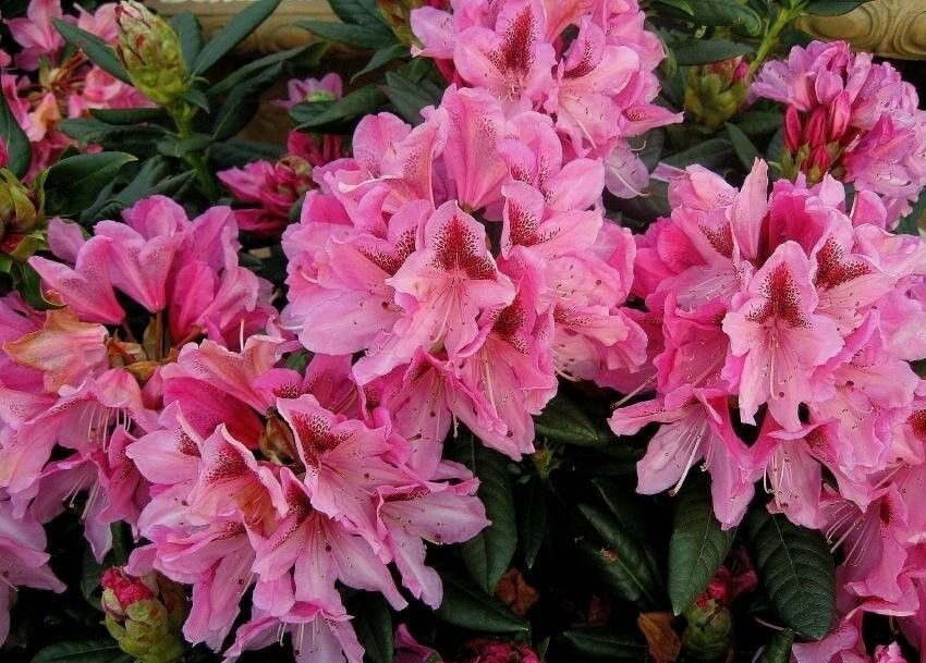 Рододендрон гибридный Дабл Кисс