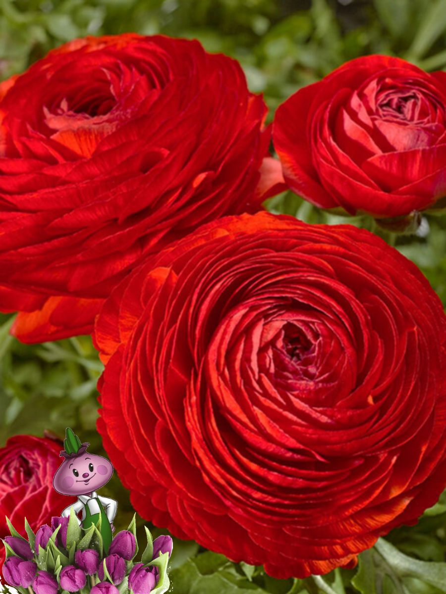 Луковицы цветов сhipollino flowers ранункулюс Red (10 луковиц)