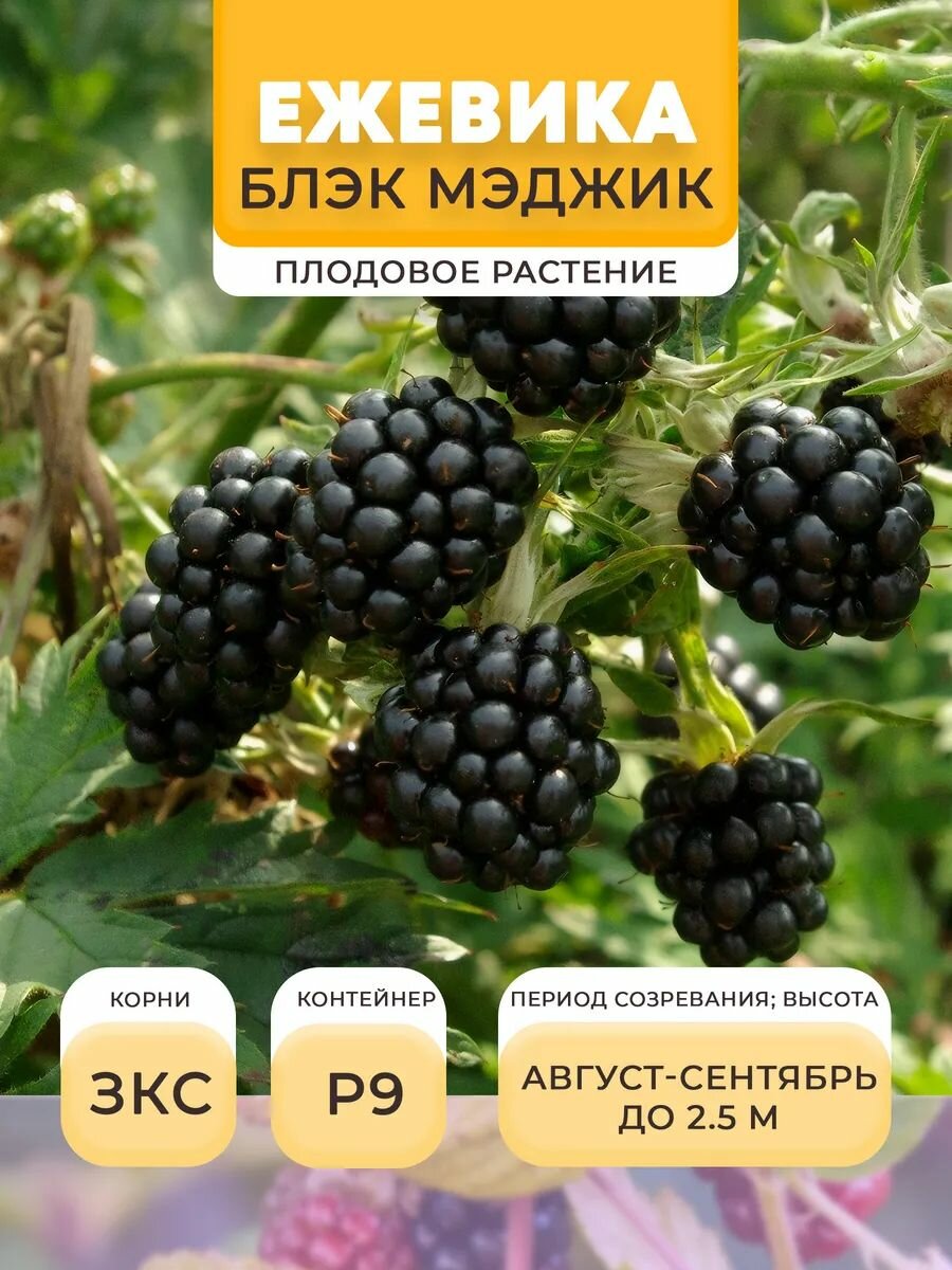 Ежевика саженец Блэк Мэджик в горшке P9 05 л многолетнее | Микроклон