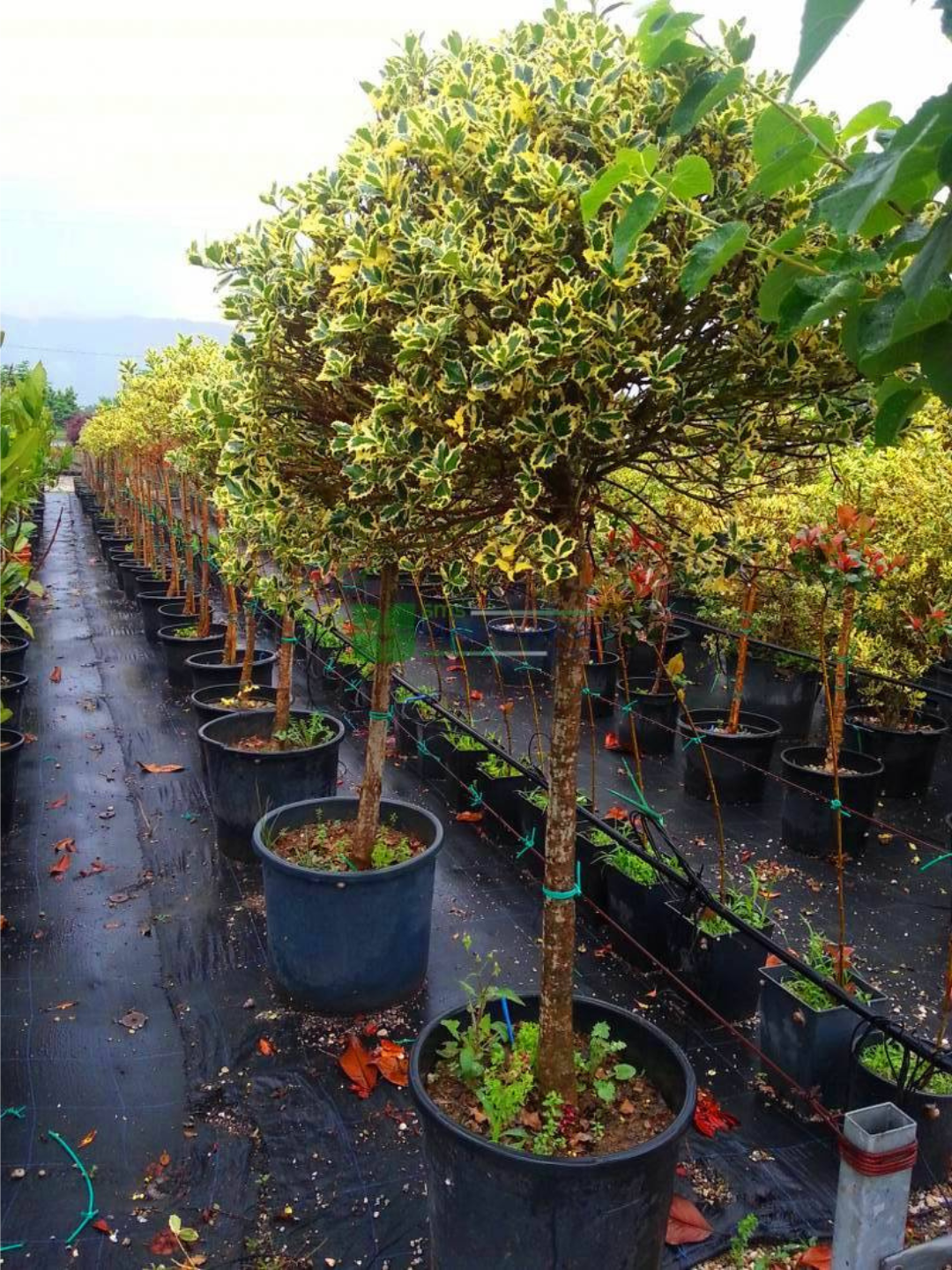 Семена падуба Стивенс Илекс "Нелле" , гибрид, многолетние, декоративные, 20шт — фото 1