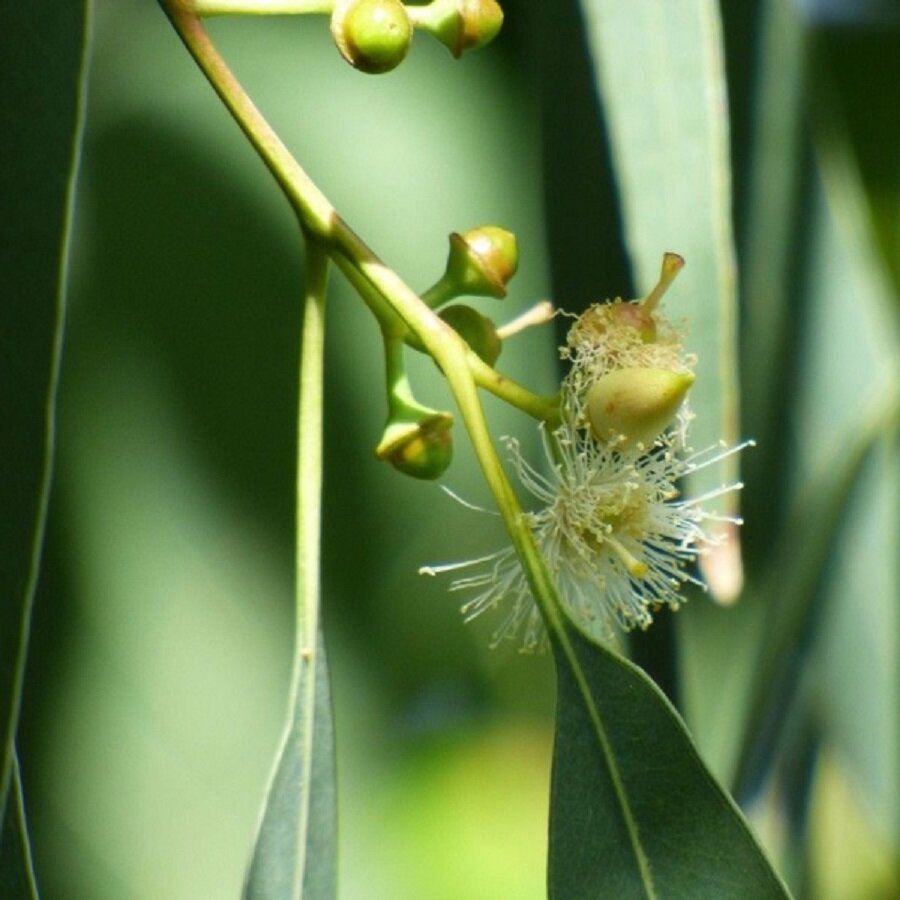 Семена Deodar SEEDS COMPANY Эвкалипт красный лесной 500 шт.