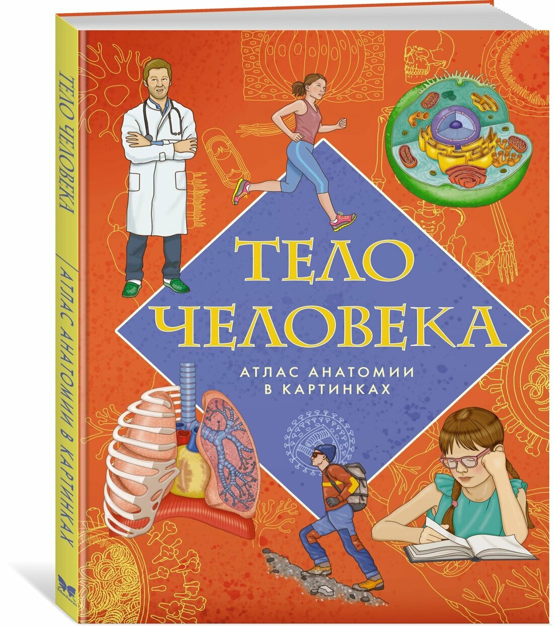 Энциклопедии. Тело человека. Атлас анатомии в картинках. Барсотти Э.