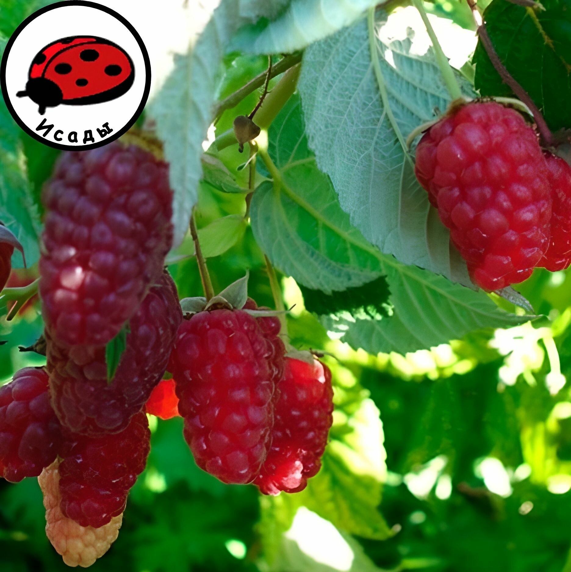 Саженец малины Брянское Диво