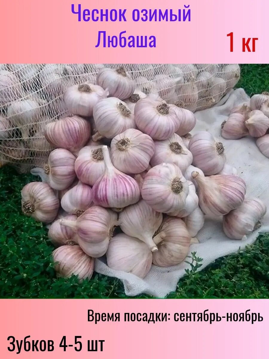Чеснок озимый на посадку 1кг