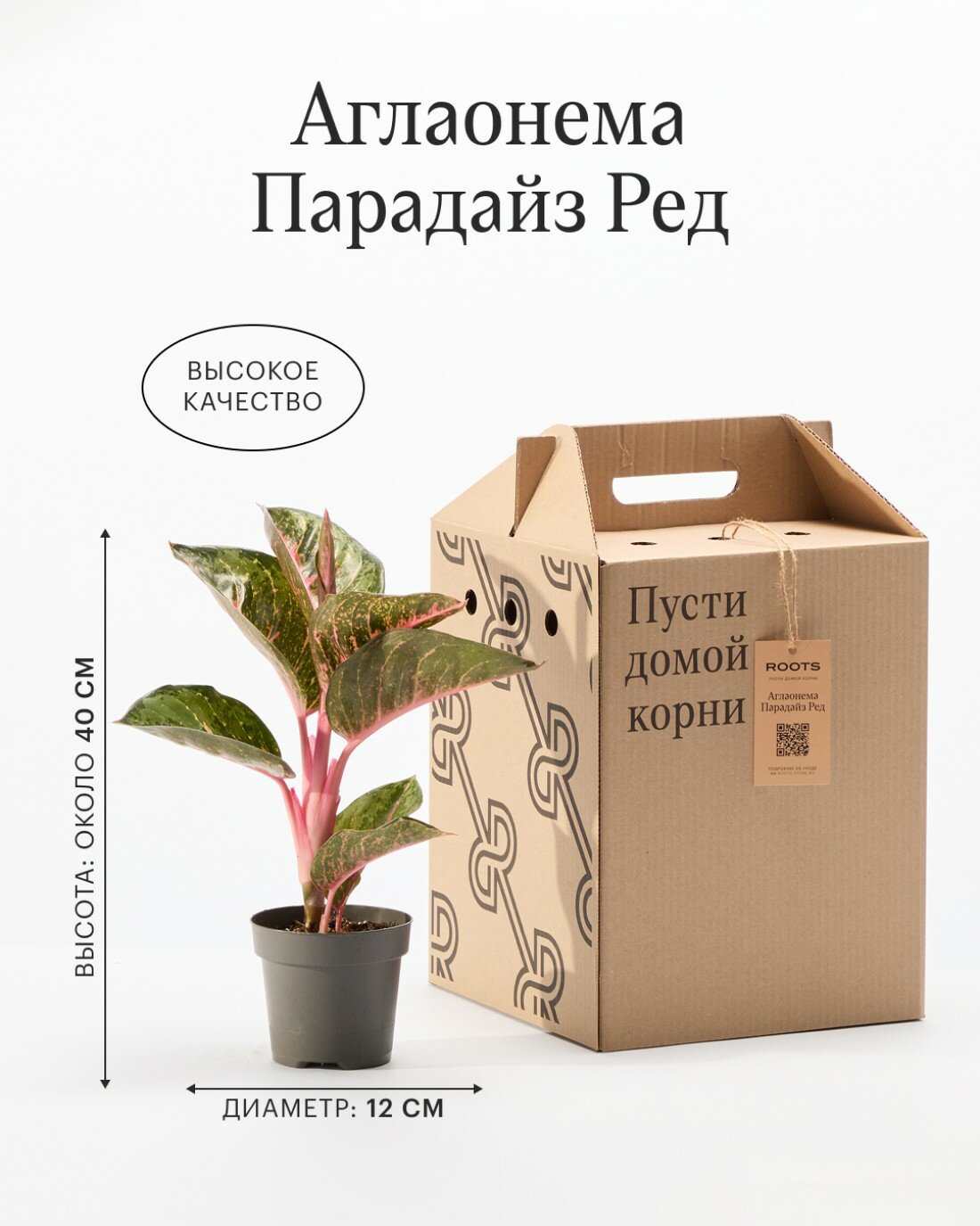 Аглаонема Парадайз Ред диаметр 12