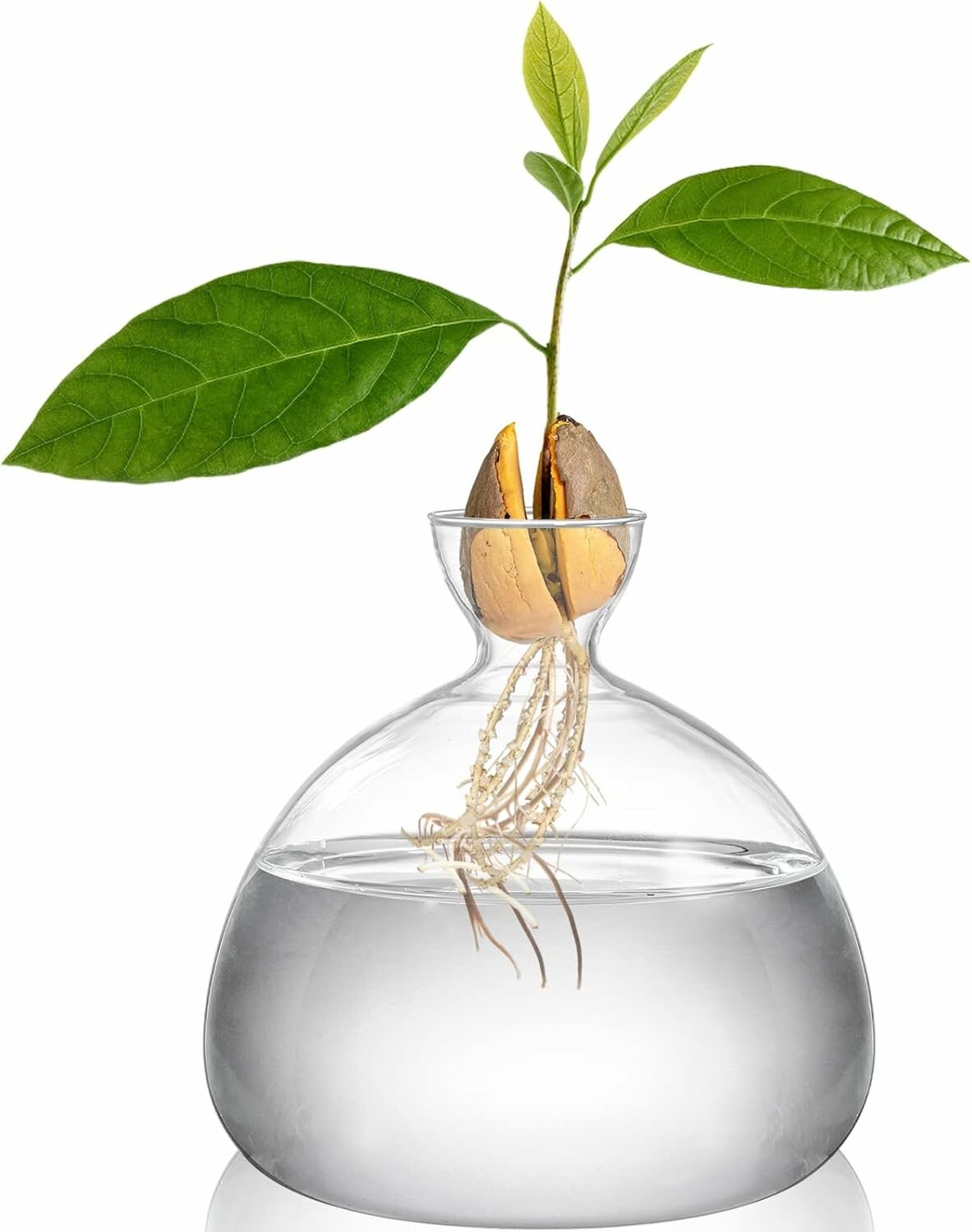 Ваза для выращивания авокадо, 15 см