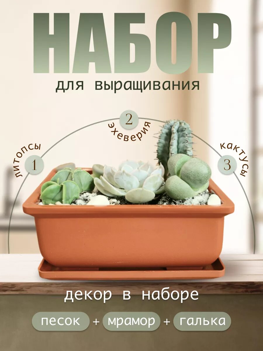 Набор для выращивания растений Микс суккулентов Кактус литопсы экеверия