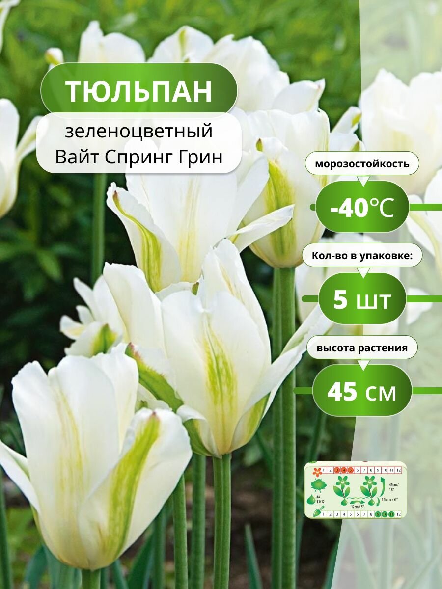 Тюльпан зеленоцветный Вайт Спринг Грин (5 лук) / луковицы тюльпанов