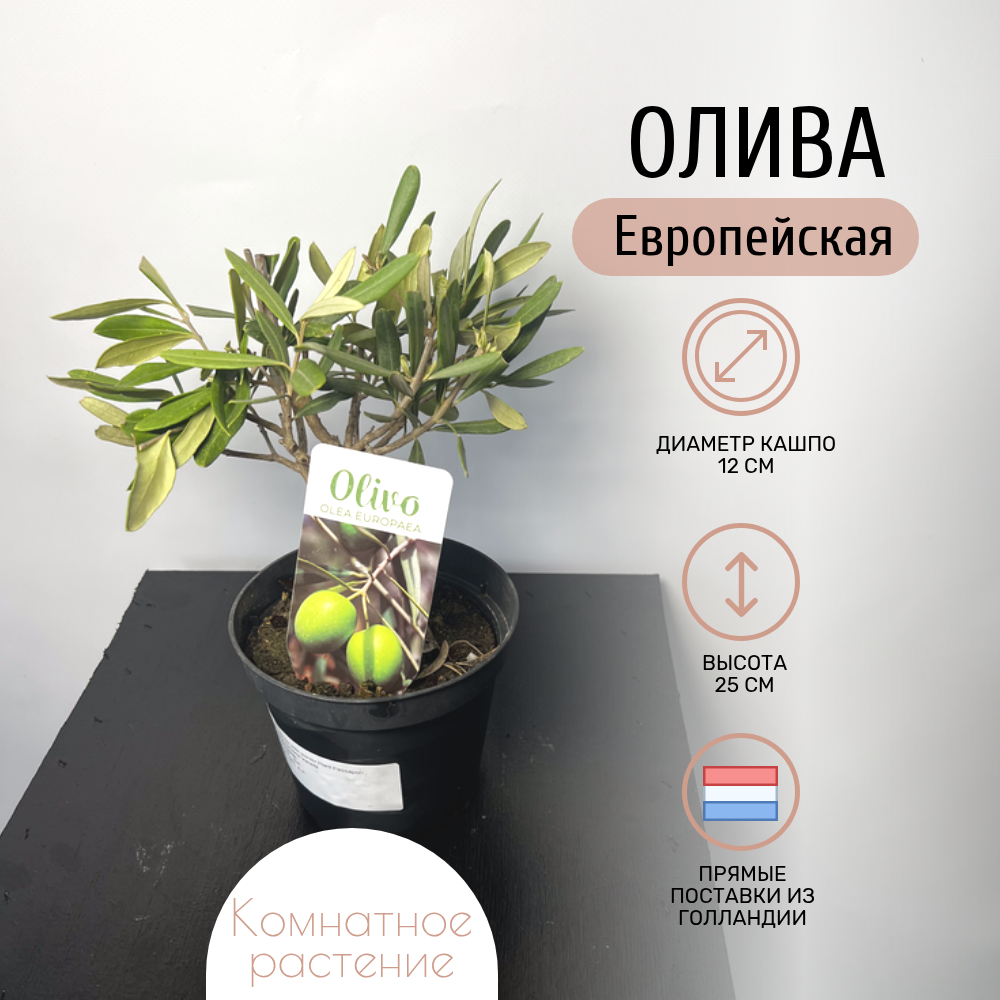 Комнатное растение Олива Европейская, в транспортировочном кашпо, высота 25см