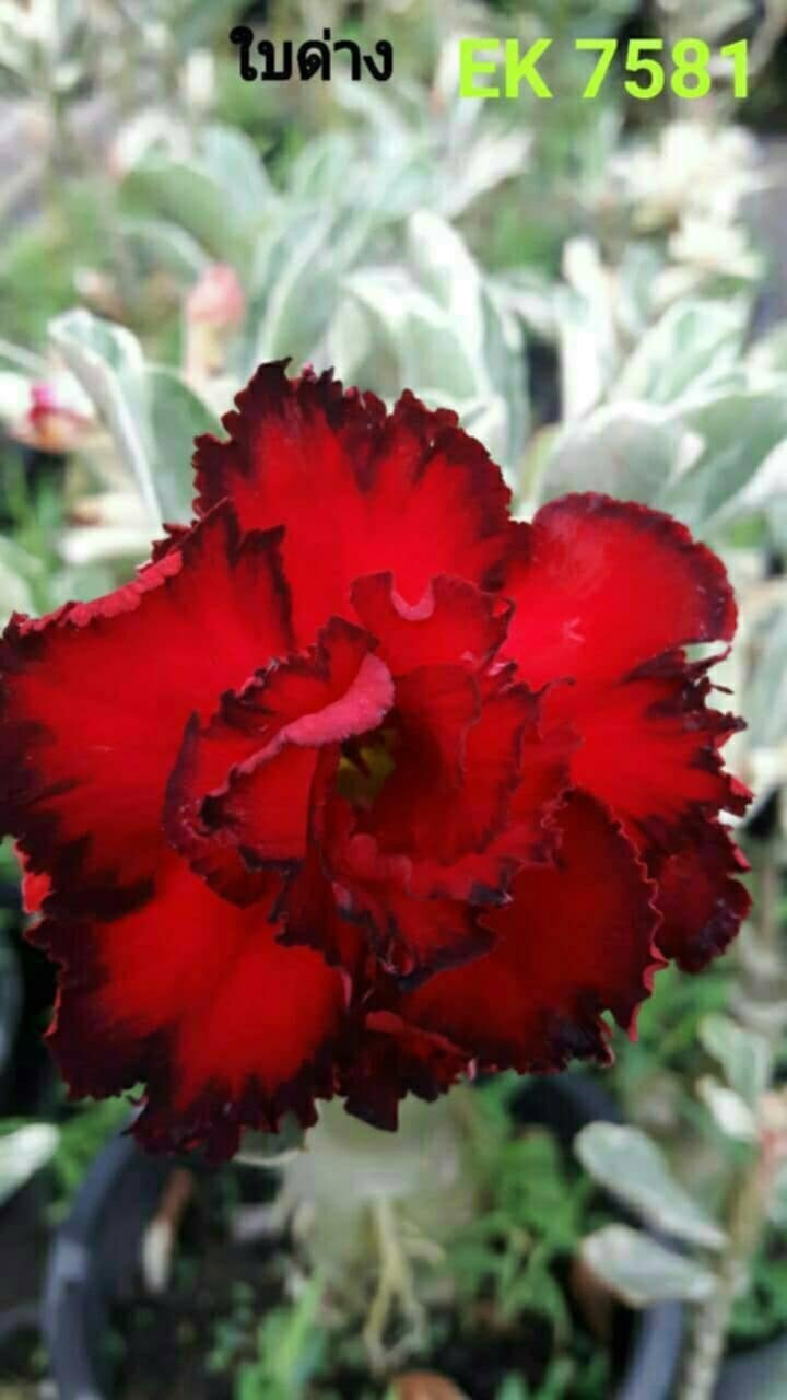 Adenium sp 7581