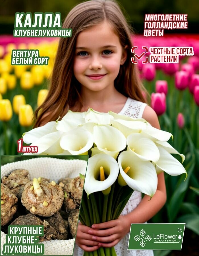 Калла Клубнелуковица Вентура 1шт