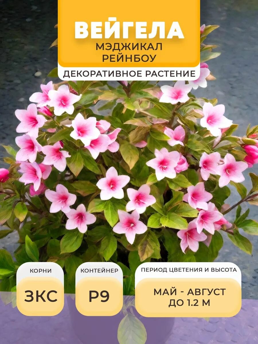 Вейгела саженец Мэджикал Рейнбоу в горшке P9 05 л многолетнее | Микроклон