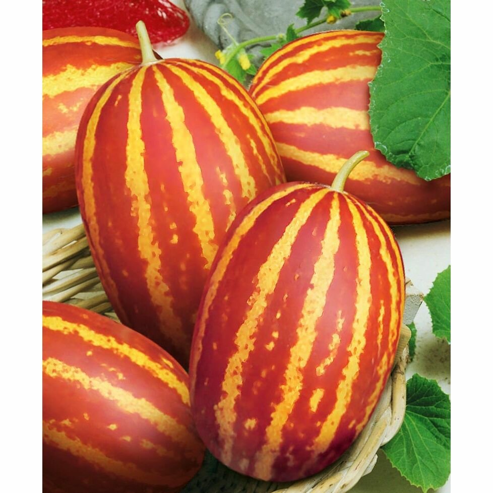 Семена Сады России  Дыня  Подарок дедушки Хо Ши Мина  вьетнамская  3 шт