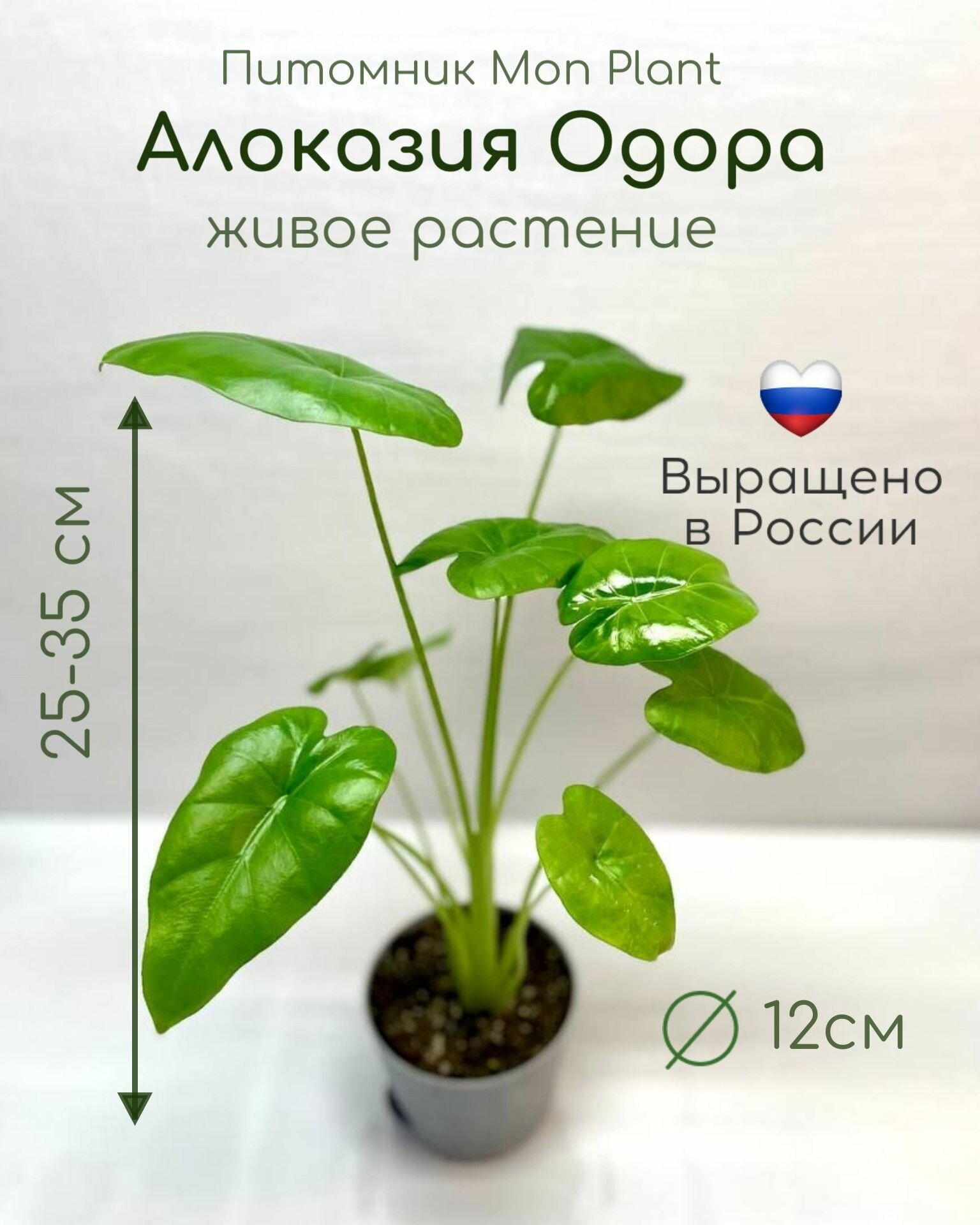 Алоказия Одора (Alocasia Odora) живое комнатное растение в горшке 12 см
