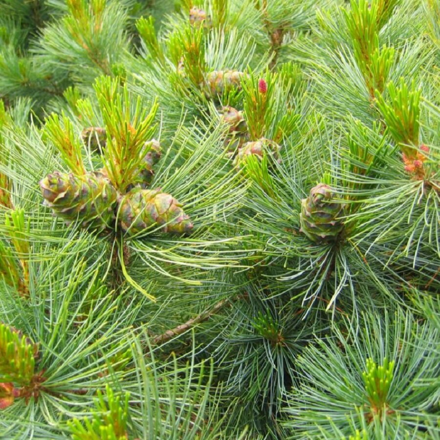 Семена Deodar SEEDS COMPANY Кедровый стланик 30 шт 