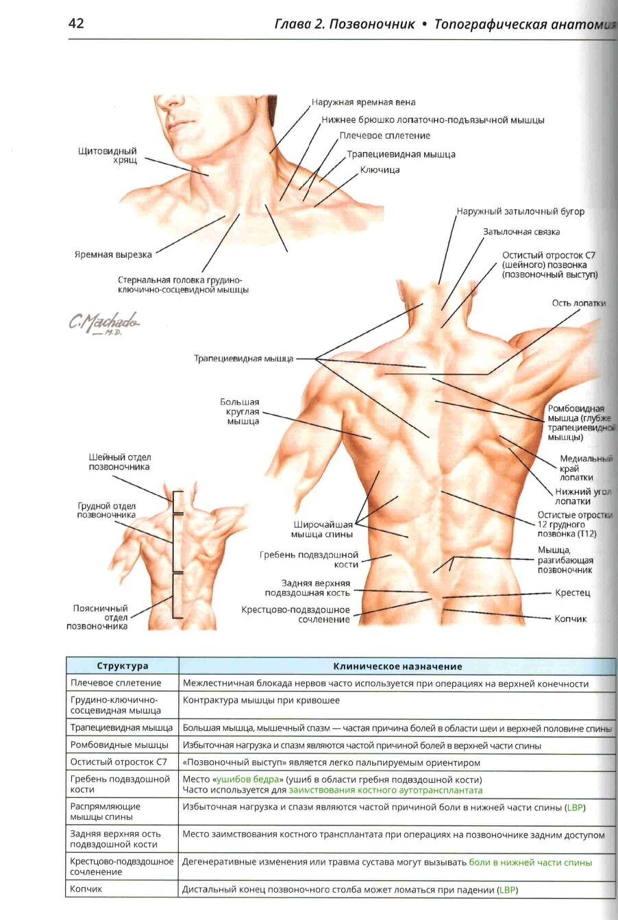 Ортопедическая анатомия Неттера — фото 1
