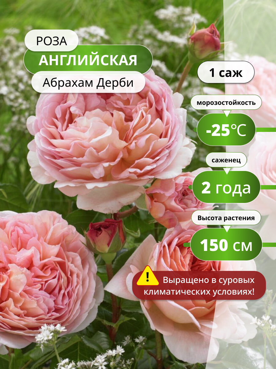 Роза английская Абрахам Дерби (Abraham Darby) / 1 шт, саженец розы