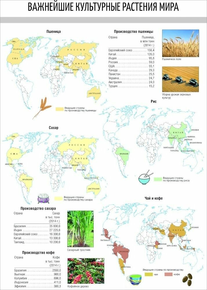 Карта Важнейшие культурные растения мира. 7 класс