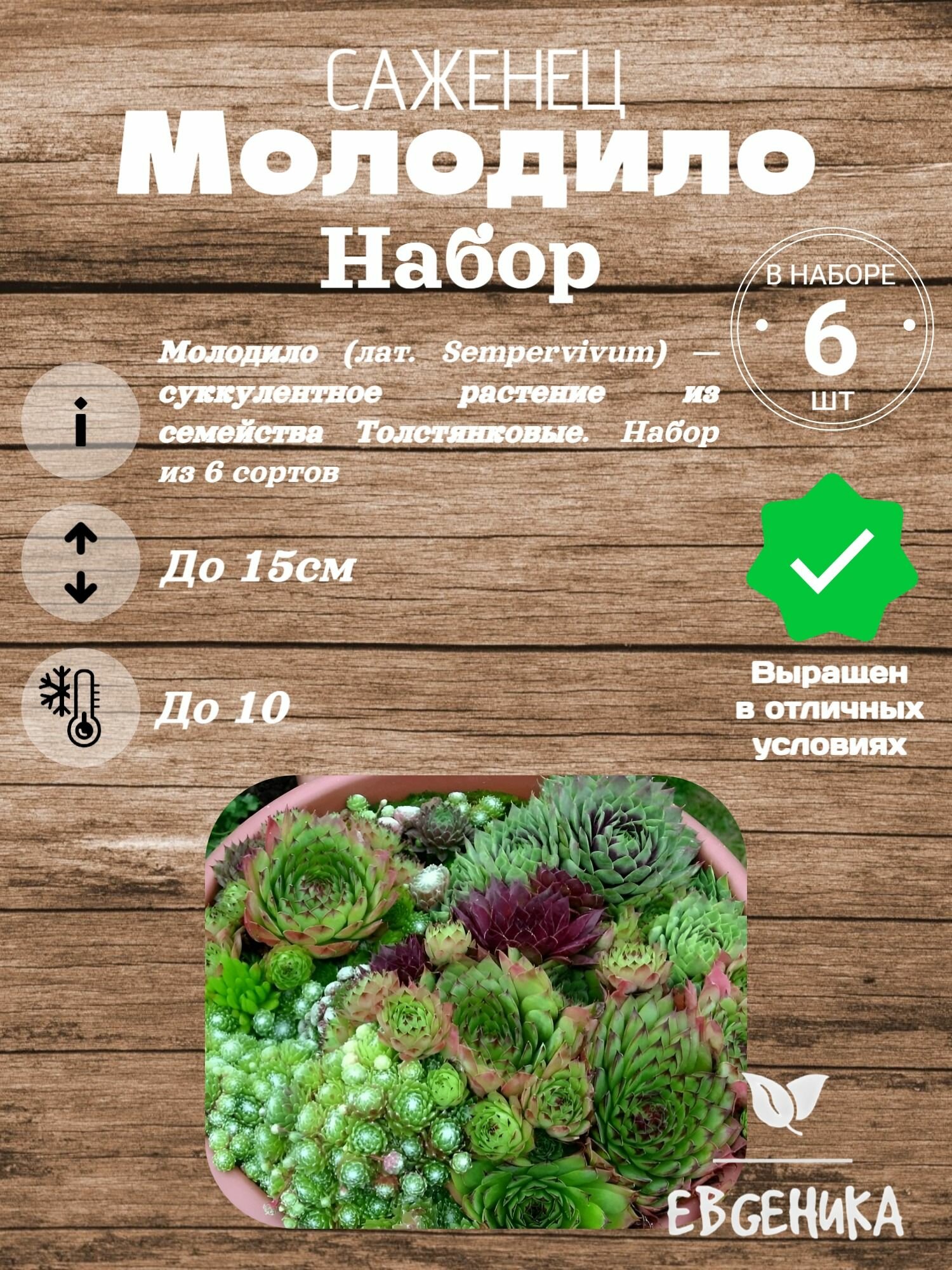 Молодило (Набор из 6)