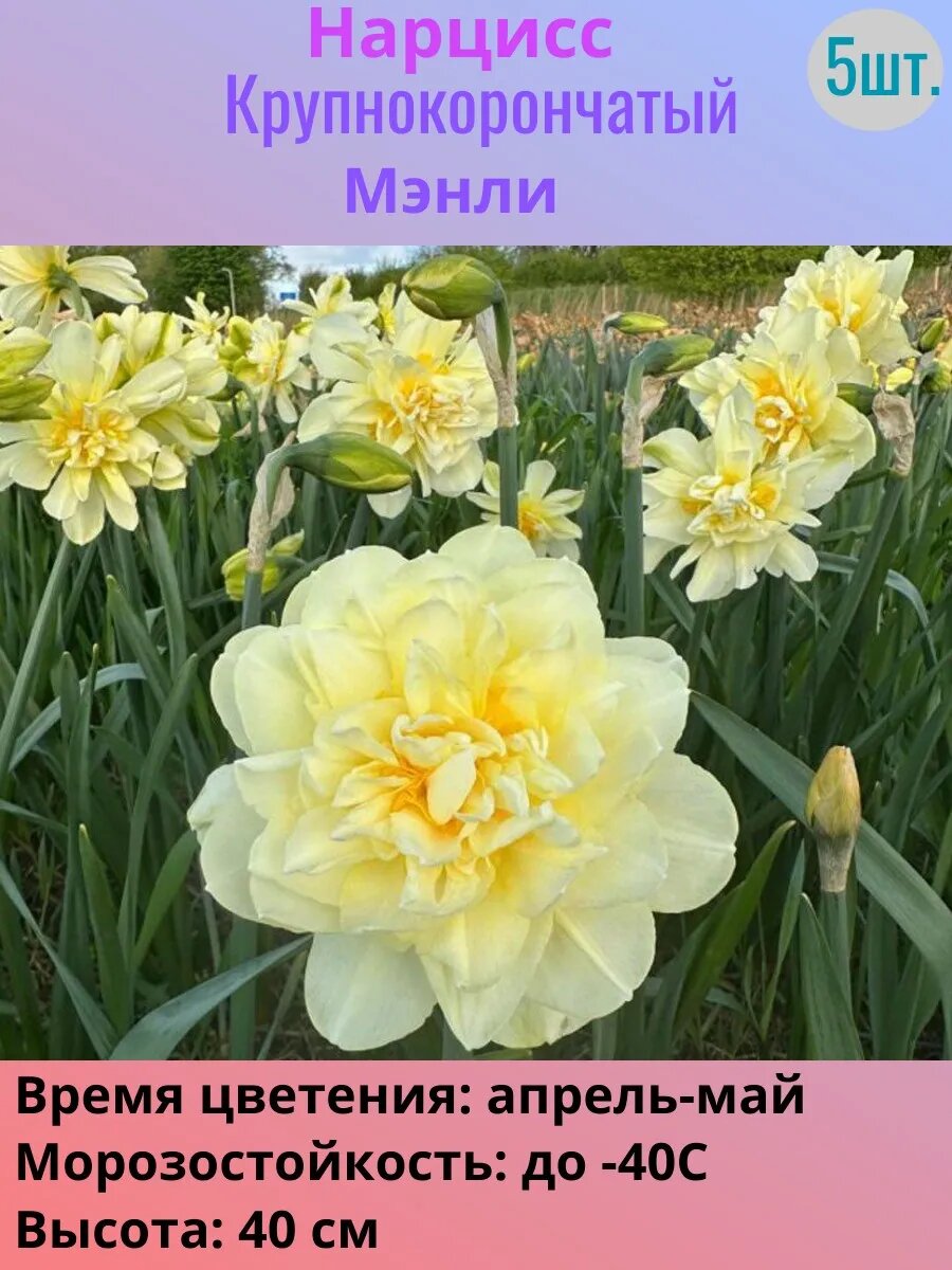 Нарциссы многолетние луковицы 5 штук