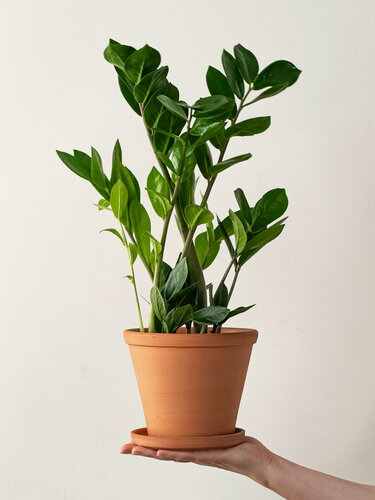 Изображение товара Geo Glass: Цветок Замиокулькас , долларовое дерево в керамическом кашпо 320-