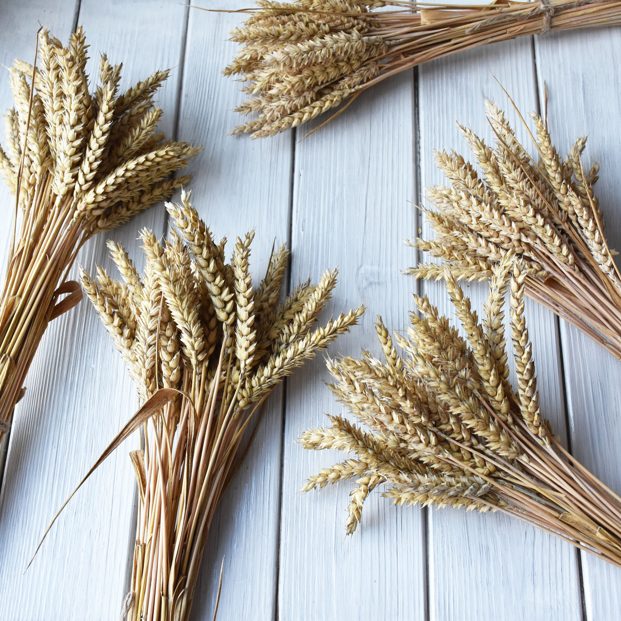 Пшеница крупная золотистая 33 штуки / Пшеница натуральная сухоцвет