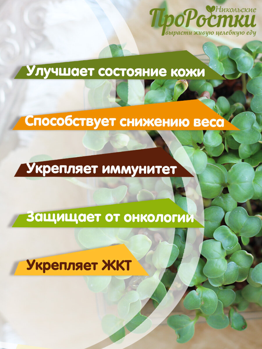 Редис зеленый семена для проращивания микрозелени 100 г — фото 1