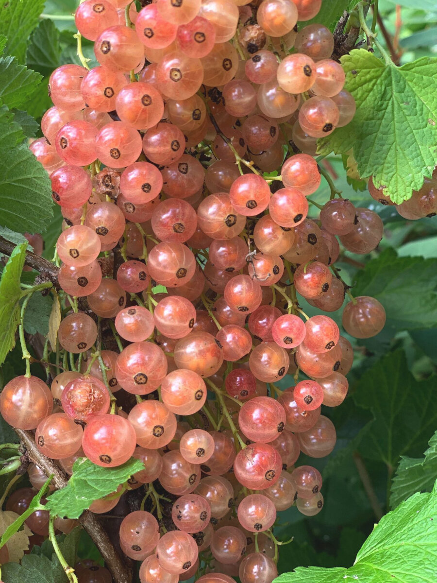 Смородина розовая Чудесная 2 шт морозостойкая многолетняя 15-2 года
