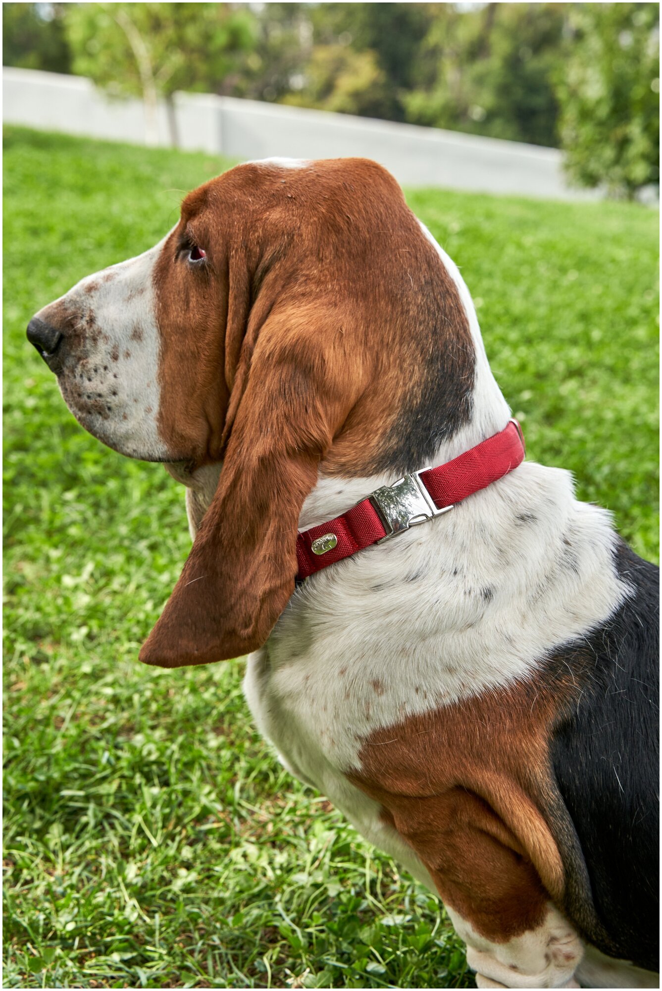 Воздушный ошейник Japan Premium Pet для активных и серьёзных собак, размер S (цвет: красный)