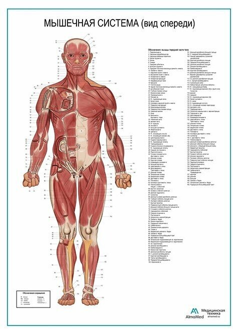 Мышечная система человека, вид спереди. Плакат, глянцевая фотобумага от 200 г/кв. м, размер A1+