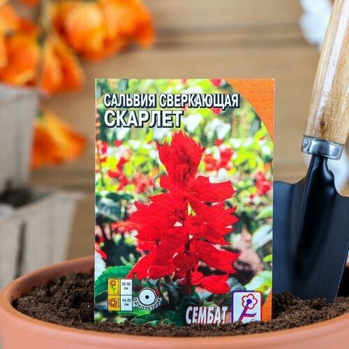 Семена цветов Сальвия сверкающая Скарлет, 0,05 г 20 упаковок