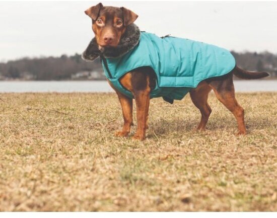 Зимняя куртка Dog Gone Smart Наноя с мех. воротником Hemlock Jacket 45см, синий лазурит